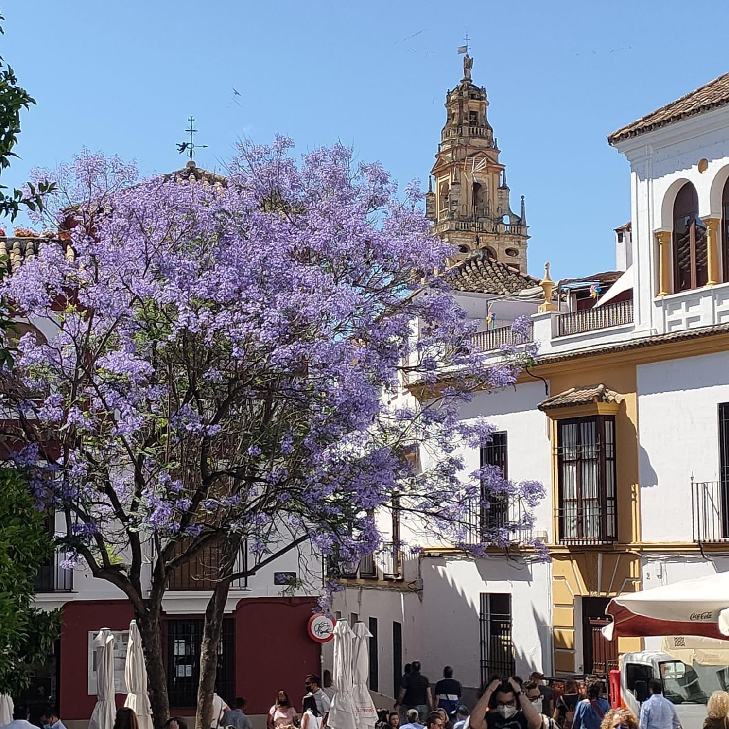 A 20 Metros De La Mezquita Catedral ,Apartamentos Turistico Cespedes 5 Córdoba Værelse billede